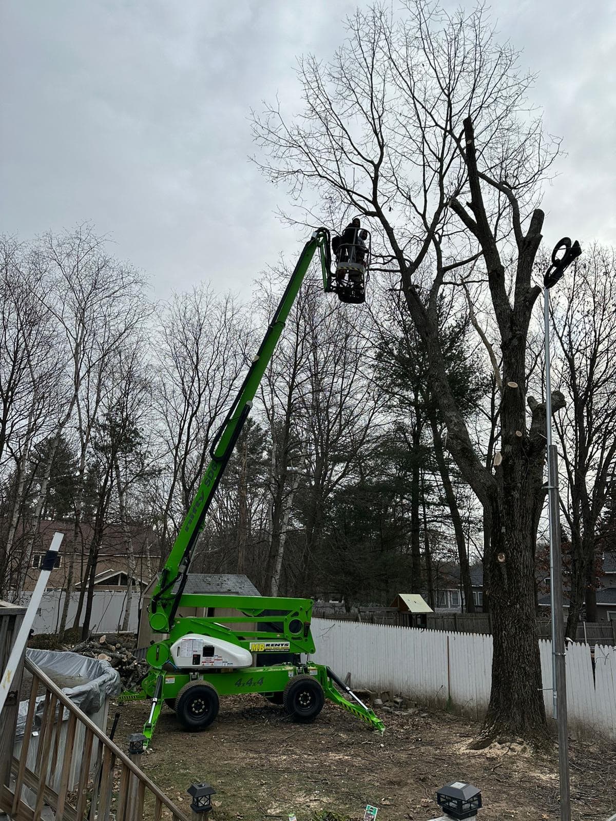 Tree work by our crew