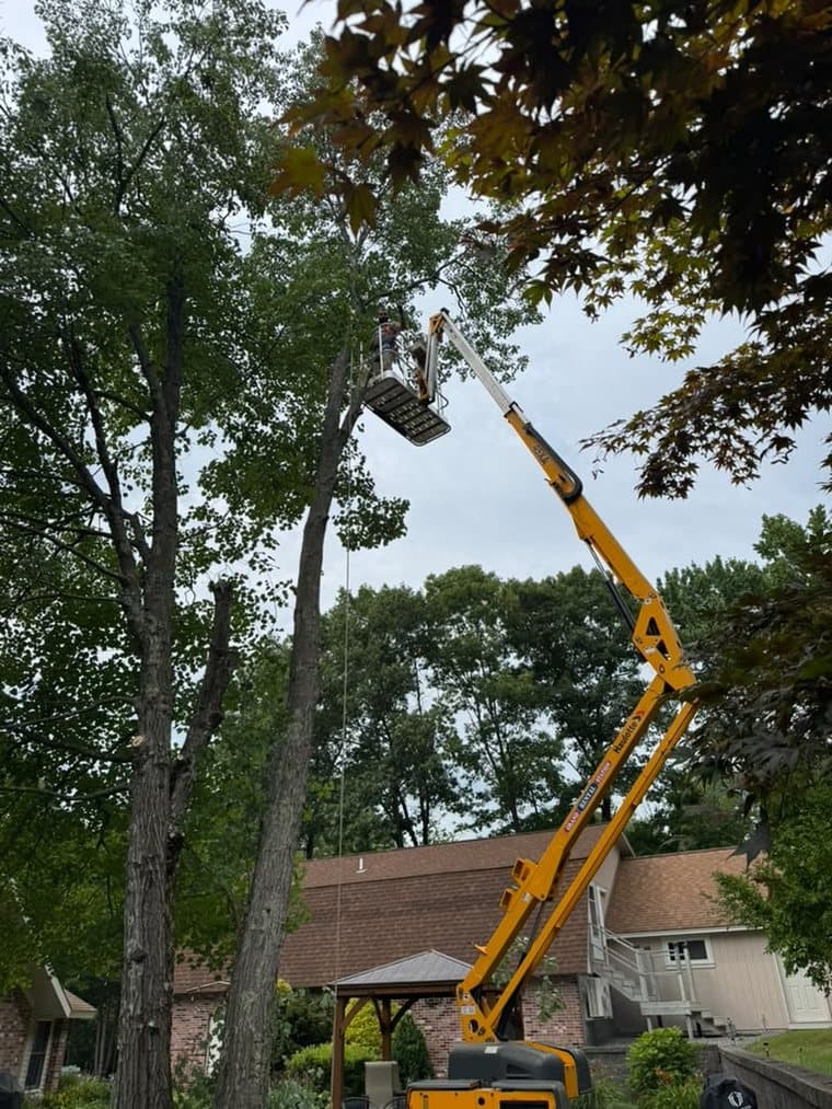 AJ Branches on the job — a tree removal in progress